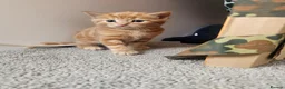 Mixed Breed cats for sale: Stunning long hair kittens, rare coat colours 😽  - Advert 6