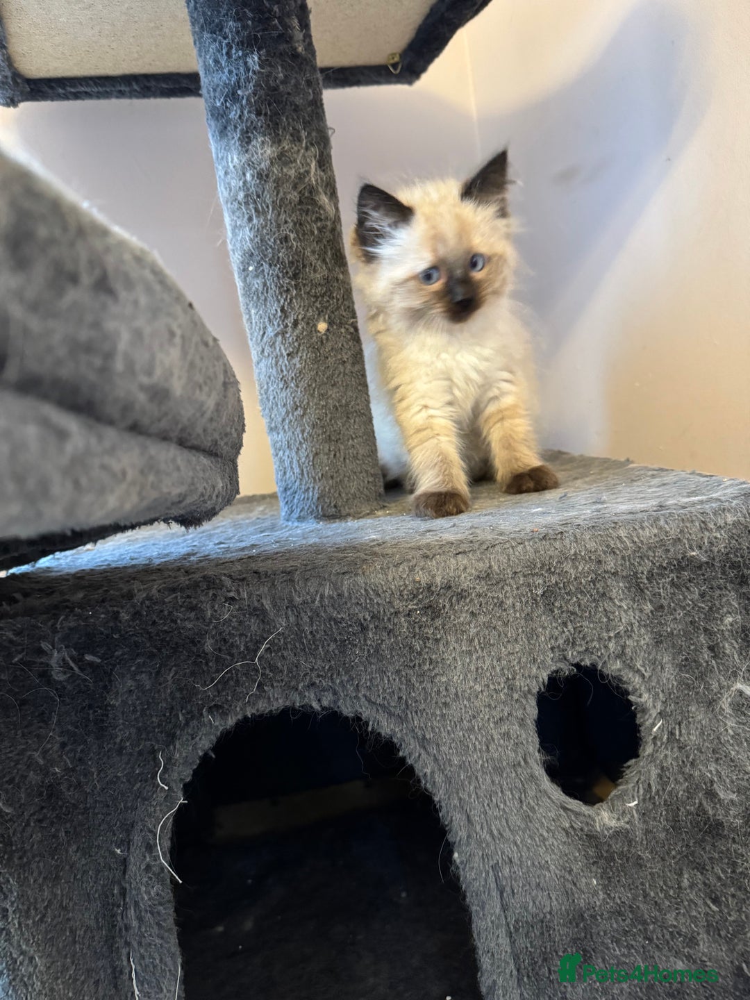 Ragdoll cats for sale: 4 stunning seal point ragdoll boys  - Image 2