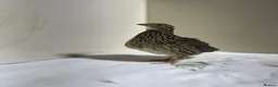 Quail poultry for sale: Quails 8+ weeks  in Stockport - Advert 15