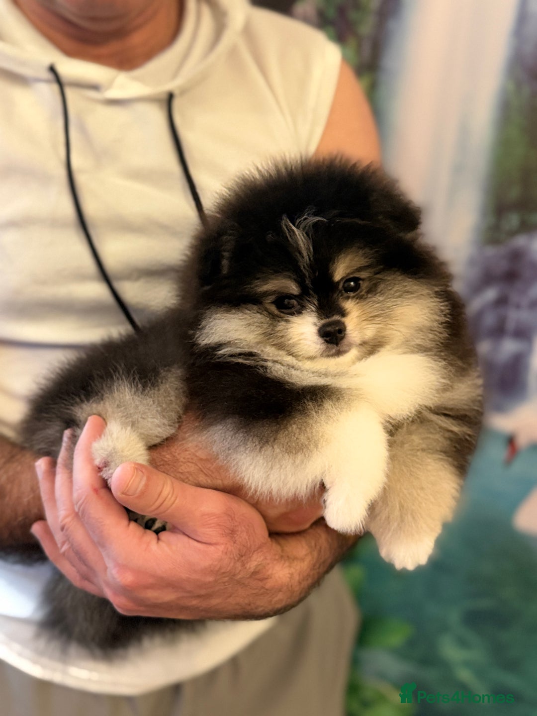 Pomeranian dogs for sale: Black &Tan Pomeranian puppy _Female - Advert 12