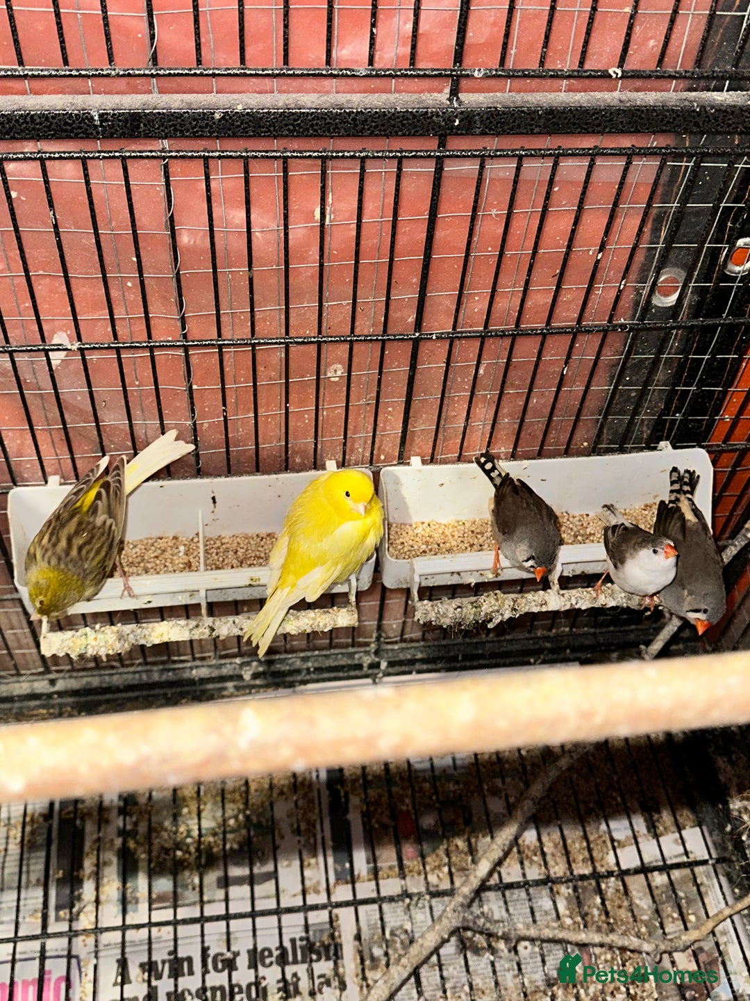Finches birds for sale: Cage with 12/15 zebra finches and 3 canaries  - Advert 5