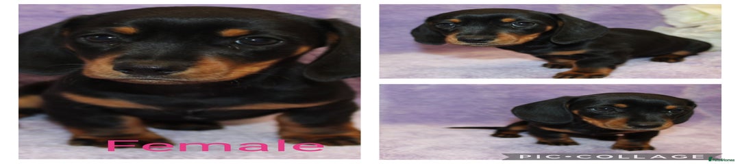 Miniature Dachshund Puppy 7
