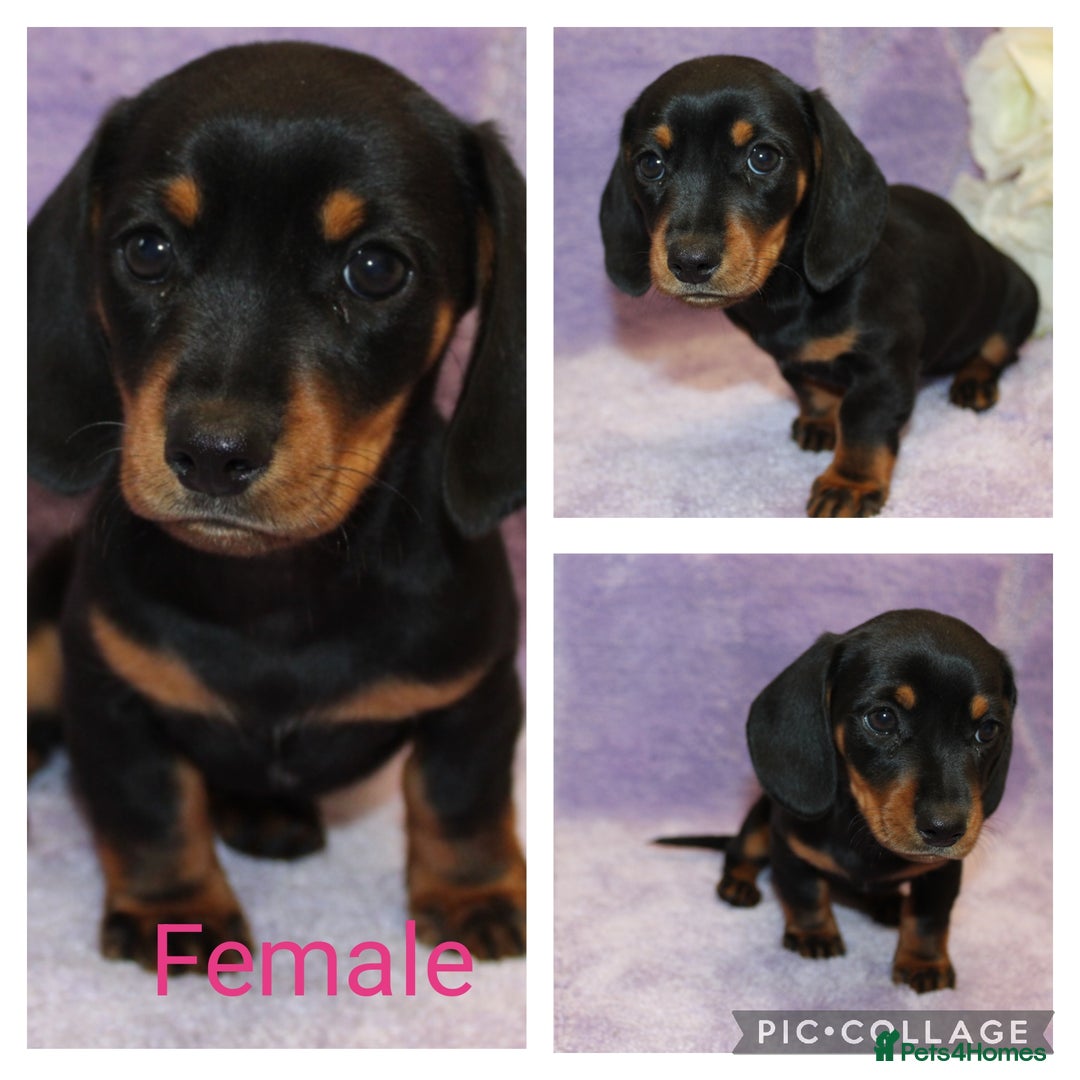 Miniature Dachshund dogs for sale: Kc registered miniature Dachshund puppies  - Image 10