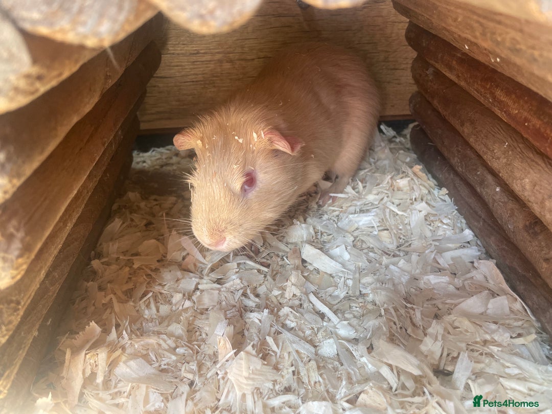 Guinea Pig rodents for sale: Beautiful boy Guinea pigs  - Image 6