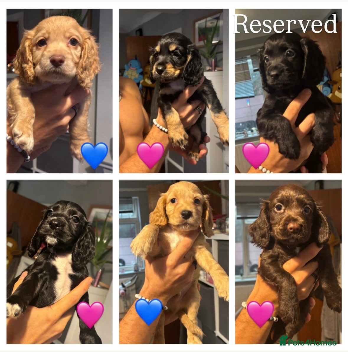 Cocker Spaniel dogs Cocker Spaniel puppies 🐶 Looking for Loving Homes - Advert 14