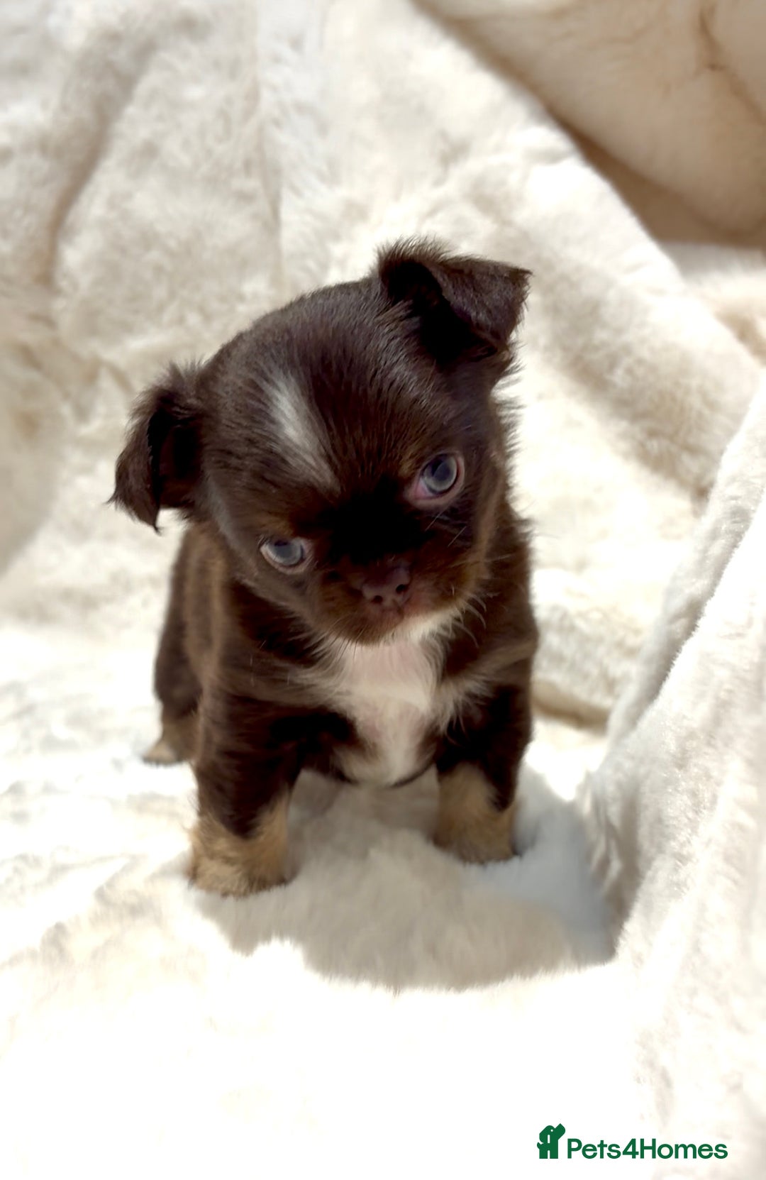 Chihuahua dogs for sale: QUALITY LONG COAT KC CHIHUAHUA PUPPIES  - Advert 18