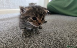British Longhair cats for sale: 5 beautiful fluffy kittens – 4 girls, 1 boy - Image 16
