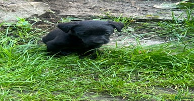 Labrador Retriever dogs - Advert 7