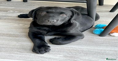 Labrador Retriever dogs - Advert 16