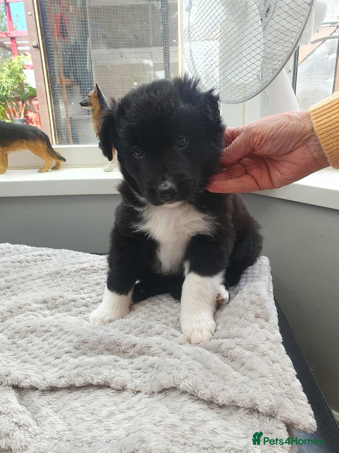 Mixed Breed dogs for sale: German Shepherd x collie - Image 13