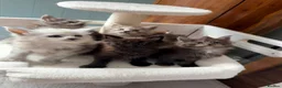 Maine Coon cats for sale: Beautiful high smoked and smoked kittens for sale  - Advert 17