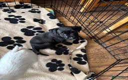 Mixed Breed dogs for sale: Border terrier x Patterdale terrier   - Image 17