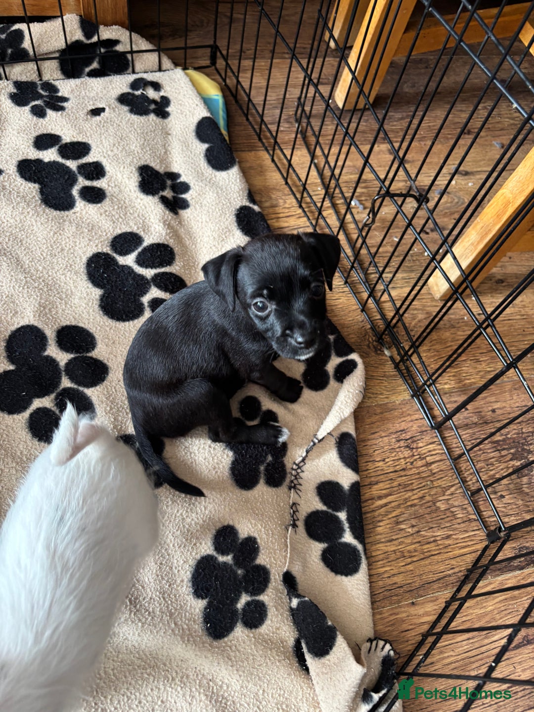 Mixed Breed dogs for sale: Border terrier x Patterdale terrier   - Image 17