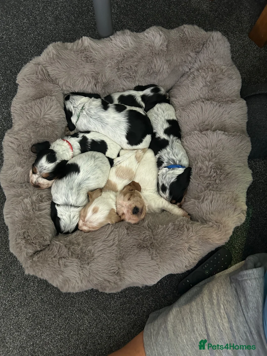 Cocker Spaniel dogs for sale: Show Cocker spaniels  - Advert 19