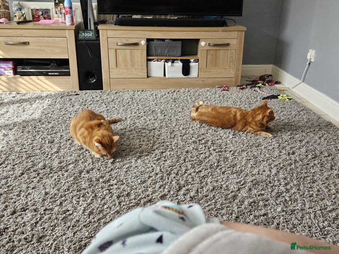 Mixed Breed cats for sale: Rehoming message for lower price - Image 10