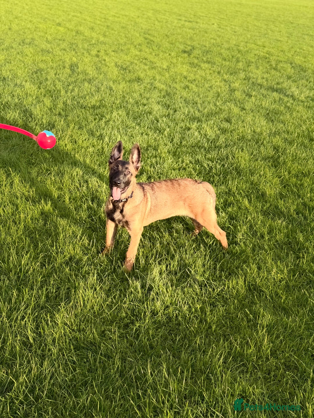 Belgian Shepherd Dog dogs for sale: Male Belgian malinois  - Image 1