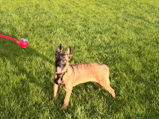 Belgian Shepherd Dog dogs - Advert 1