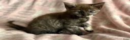 Maine Coon cats for sale: Maine Coon Cross Kittens - Advert 14