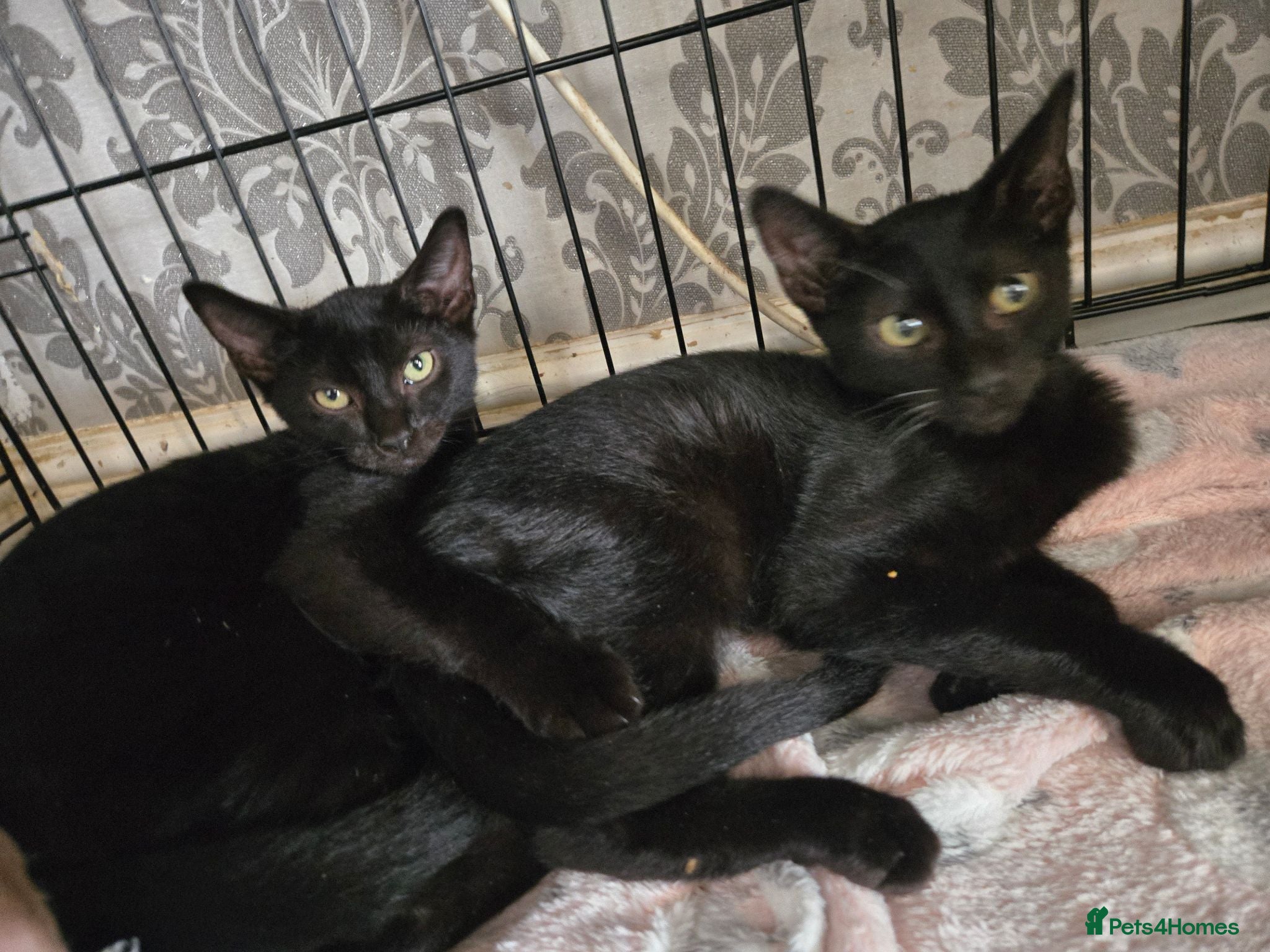 Mixed Breed cats Sphynx Lykoi kittens  - Advert 1