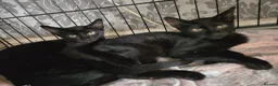 Mixed Breed cats for sale: Sphynx Lykoi kittens  - Advert 4