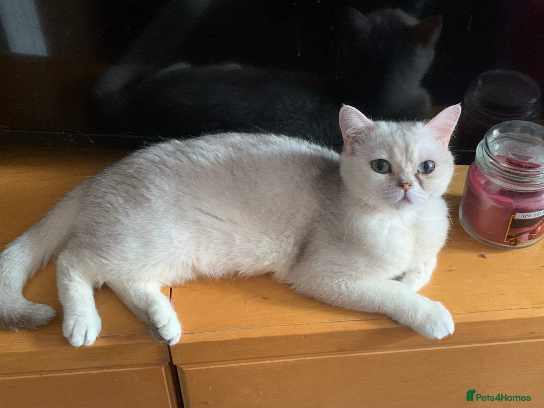 British Shorthair cats for sale: Lovely British Shorthair Neutered Girl  - Image 8