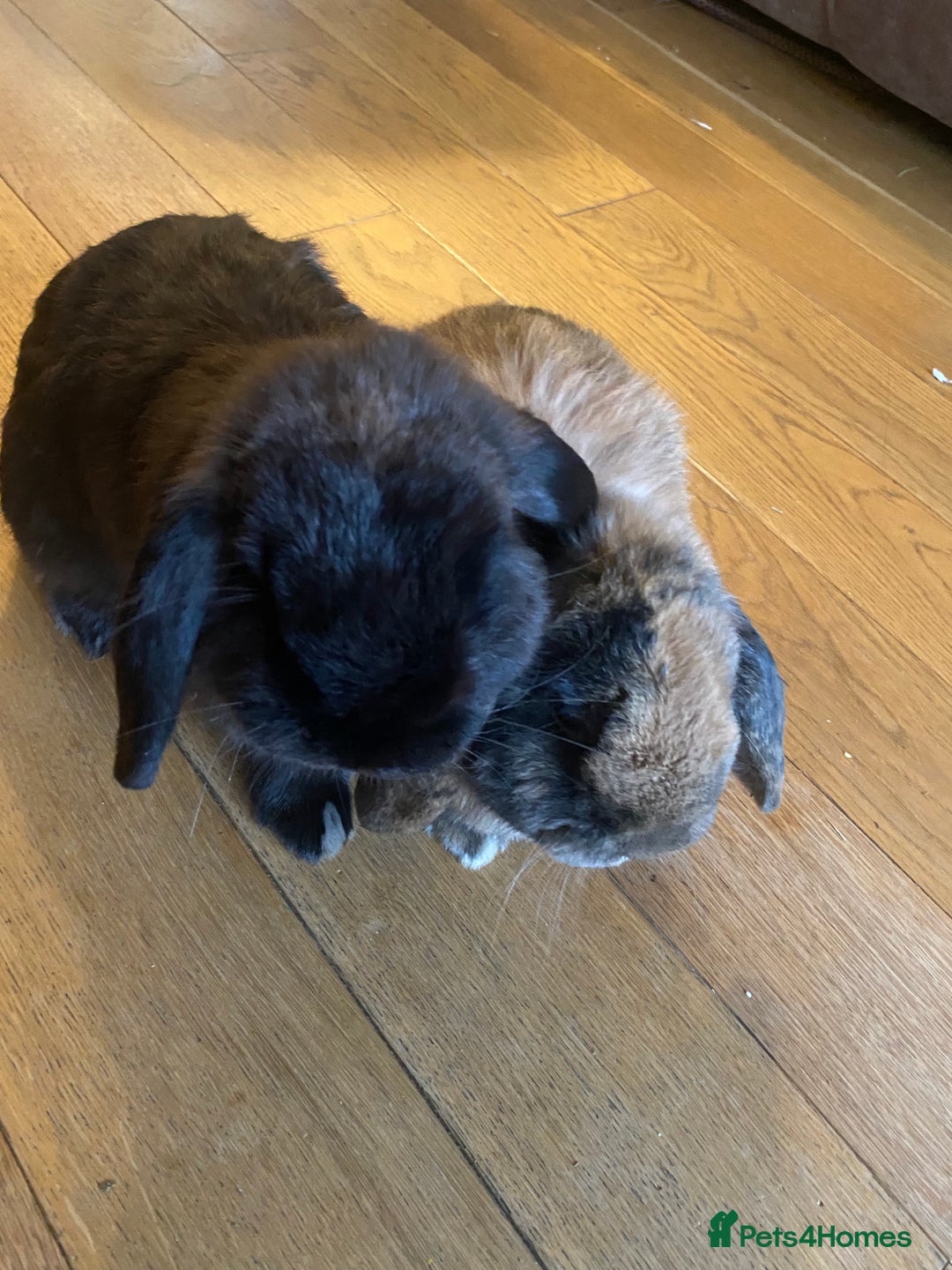 Mini Lop rabbits for sale: 2 male Mini Lop Bunnies - Advert 2