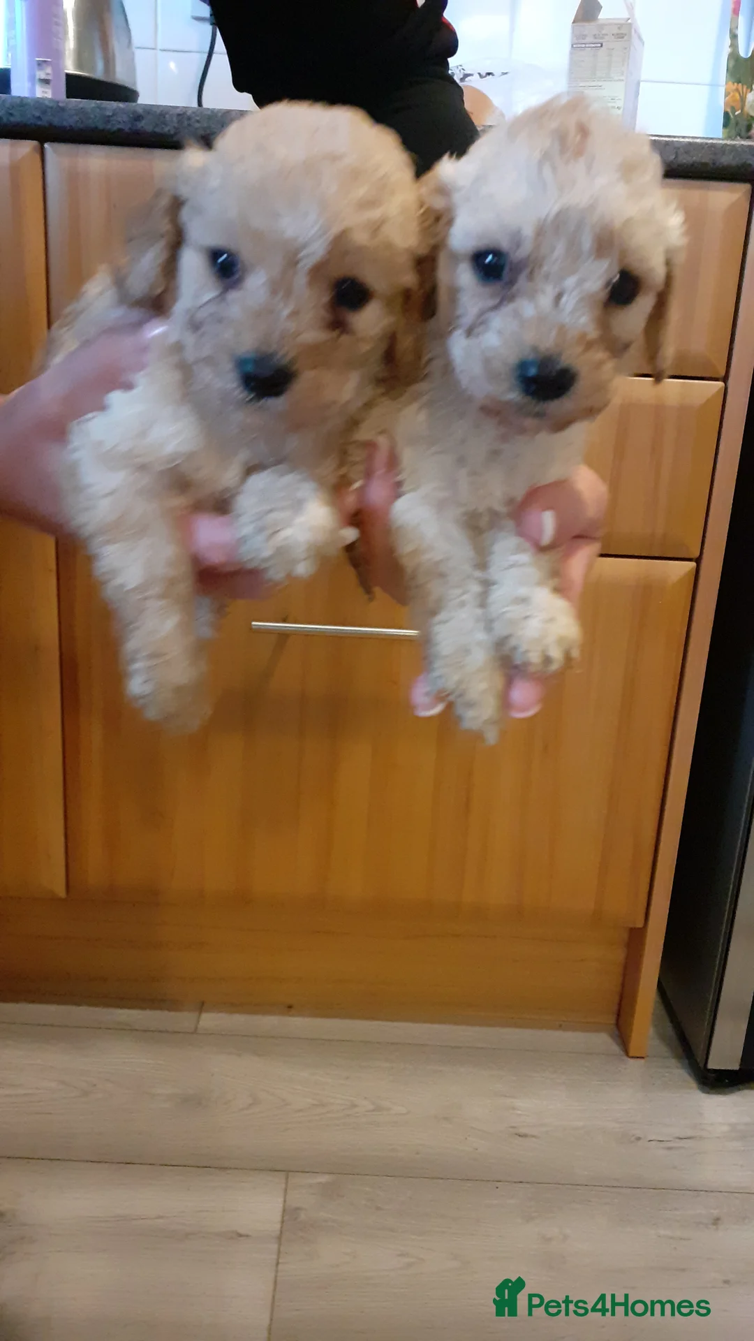 Cavapoo dogs for sale: Cavapoo pups for sale - Advert 5