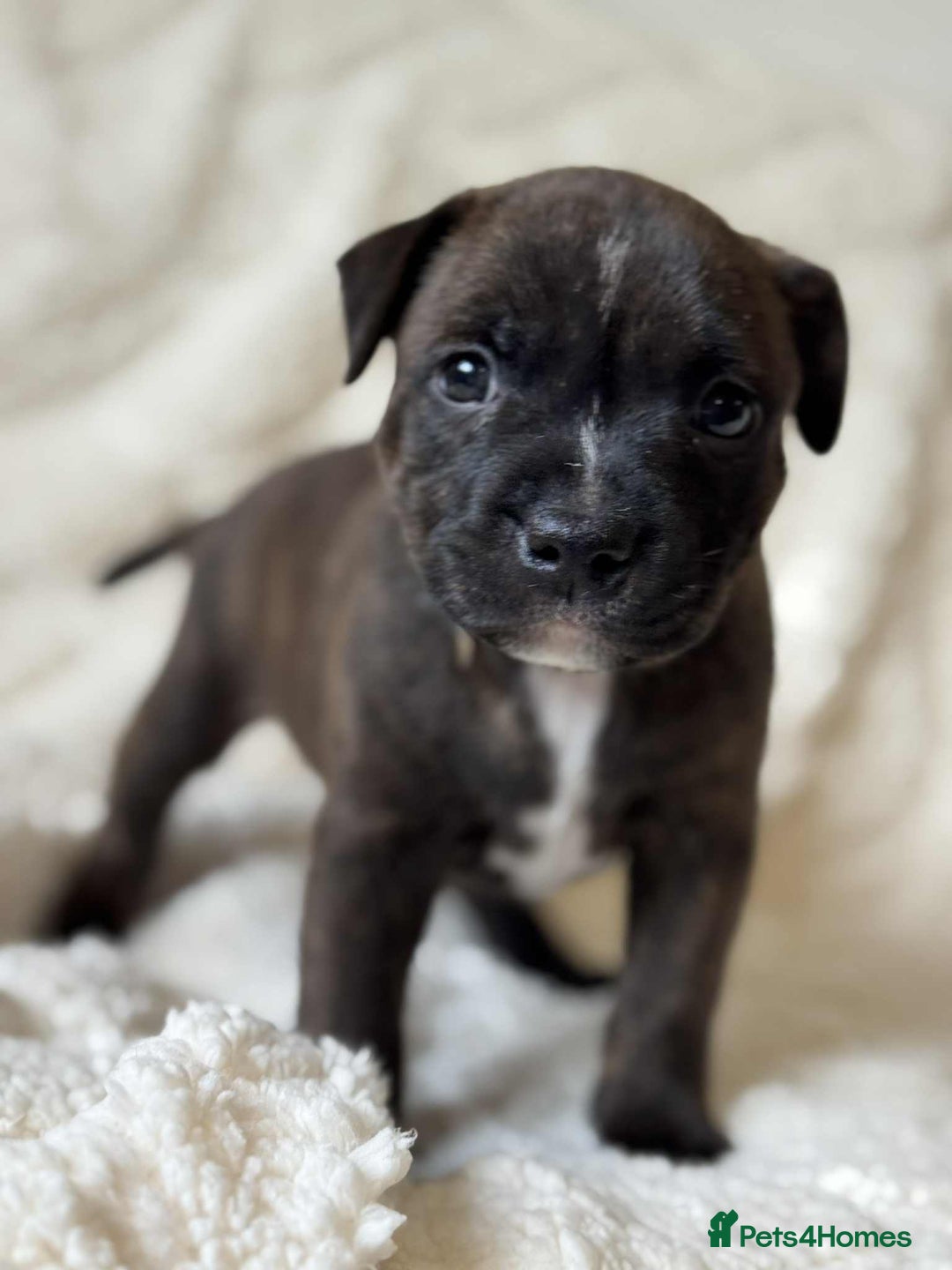 Staffordshire Bull Terrier dogs for sale: Kc registered Staffordshire bull terriers - Advert 22