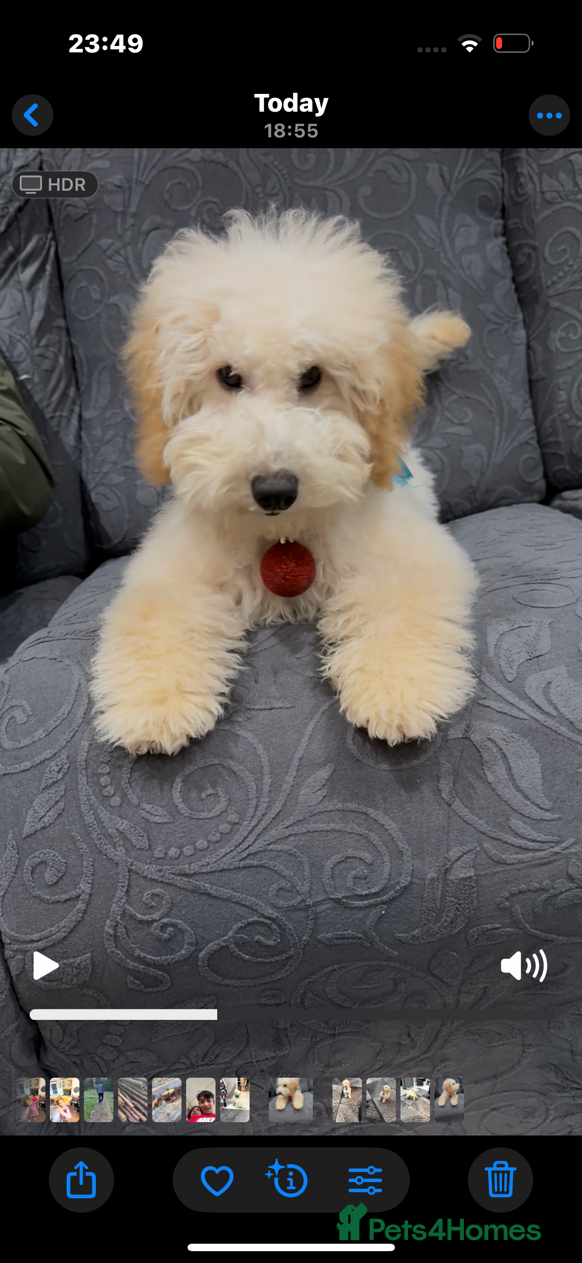 Miniature Poodle dogs Perfect  puppy/ KC reg miniature poodle  - Advert 4