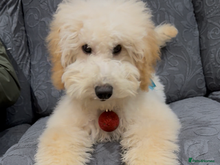 Miniature Poodle dogs Perfect puppy/ KC reg miniature poodle - Advert 4