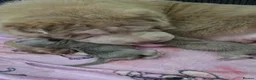 Shar Pei dogs for sale: 5 Shar peis in Hull - Advert 1