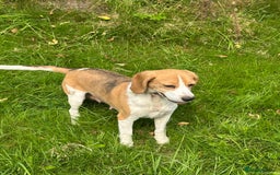 Mixed Breed dogs for sale: Beautiful Beagle X Cavapoo Puppies 🐾  - Image 18