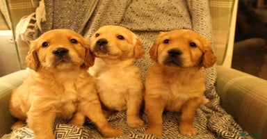 Golden Retriever dogs - Advert 3