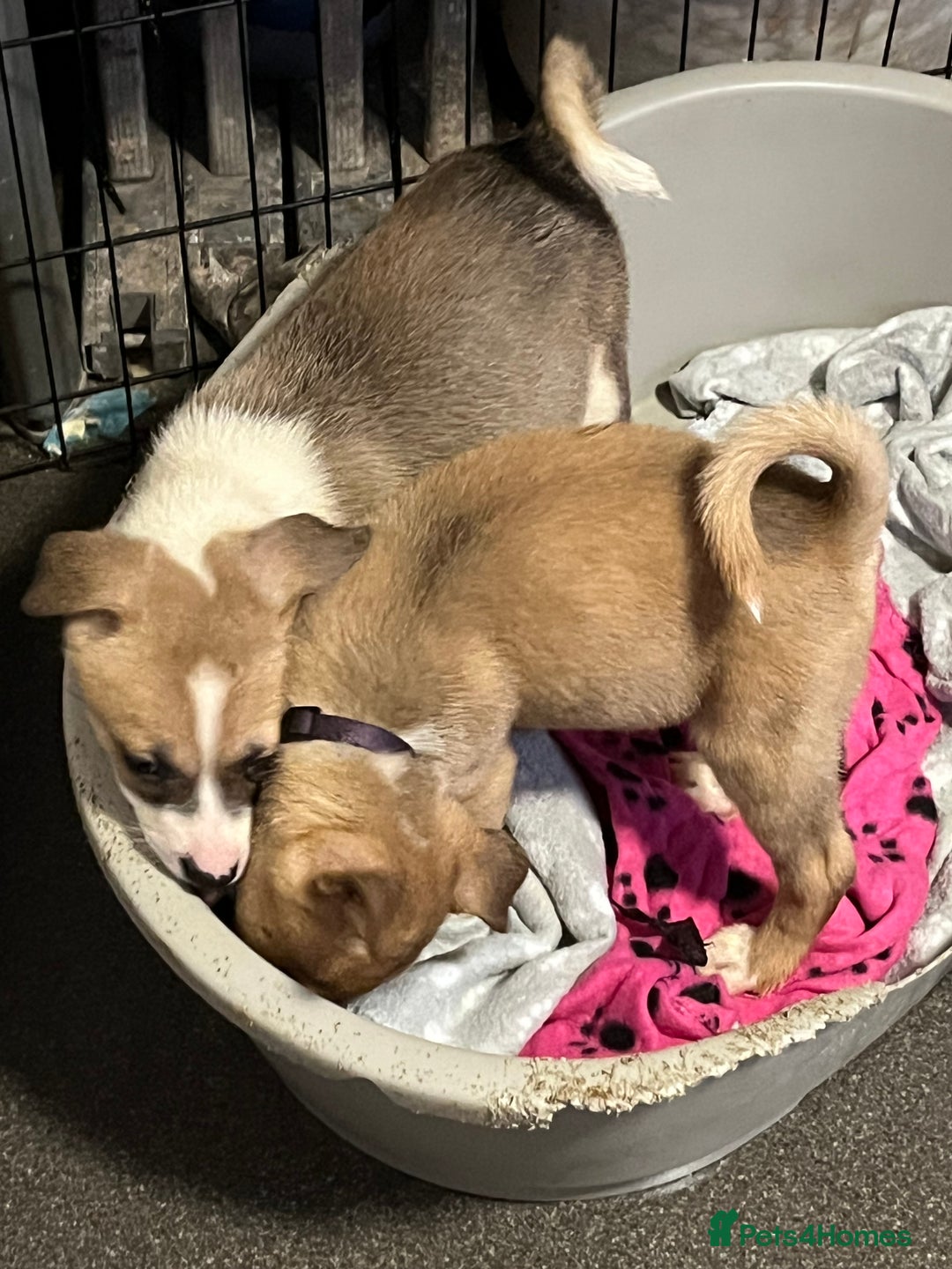 Mixed Breed dogs for sale: 5 beautiful pups remaining 🩷💙 - Advert 4