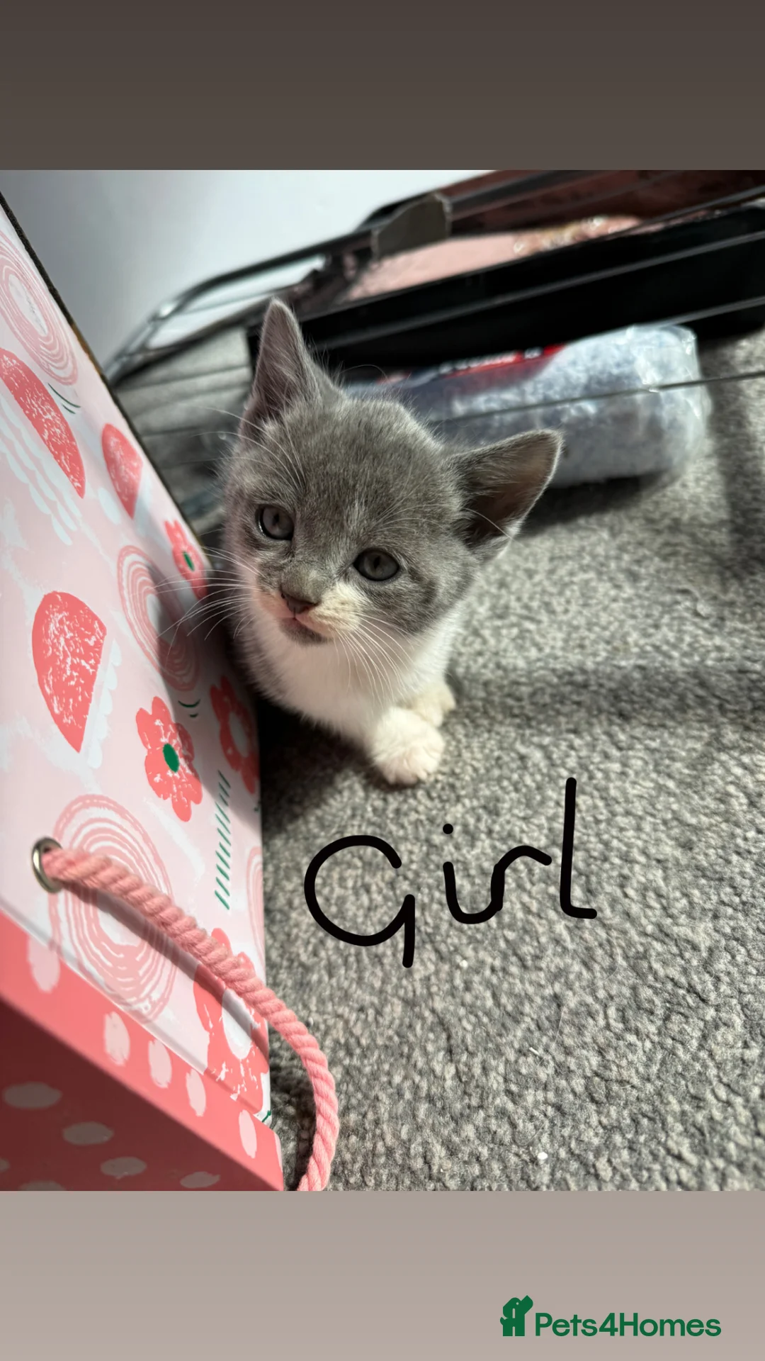 Domestic Shorthair cats for sale: Beautiful GREY and WHITE kittens in Telford - Advert 7