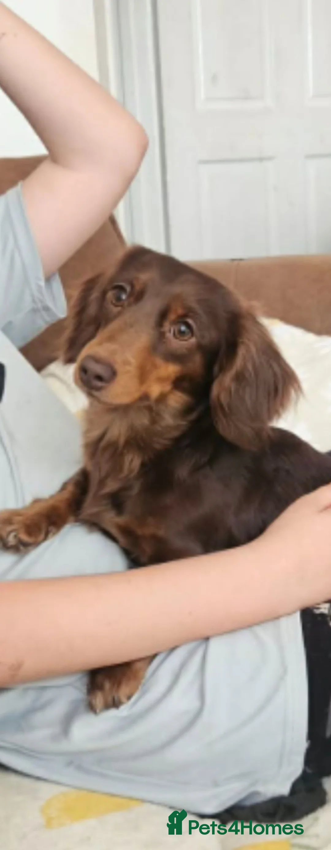 Miniature Dachshund dogs for sale: gorgeous miniature dachshund girls - Advert 17