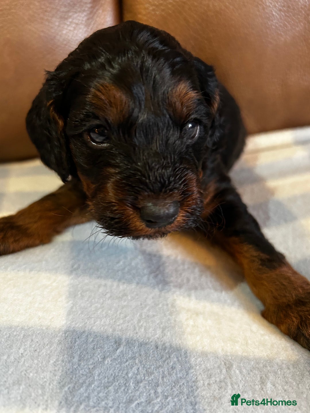 Cockapoo dogs for sale: Toy Cockapoo’s  - Advert 10