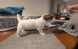 Jack Russell dogs for sale: KC Registered Jack Russell Terrier Male - Image 3