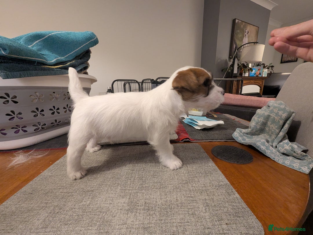 Jack Russell dogs for sale: KC Registered Jack Russell Terrier Male - Image 3