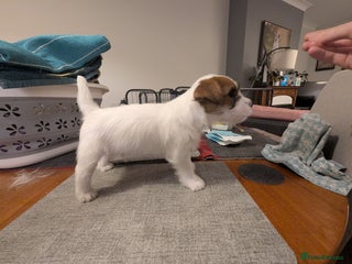 Jack Russell dogs - Advert 36