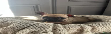 French Bulldog 1