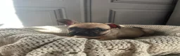 French Bulldog dogs for sale: Cute chunky frenchie babies - Advert 16