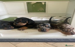 Miniature Dachshund dogs for sale: Ready for new homes Mini Dachshund  - Image 18