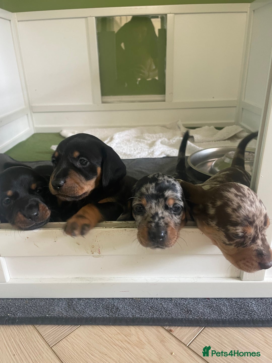Miniature Dachshund dogs for sale: Ready for new homes Mini Dachshund  - Image 18
