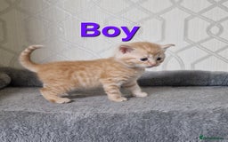 British Shorthair cats for sale: Gorgeous British Shorthair Kittens for SALE - Image 10
