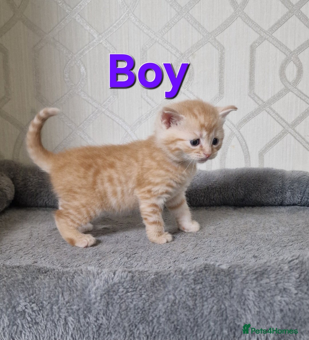 British Shorthair cats for sale: Gorgeous British Shorthair Kittens for SALE - Image 10