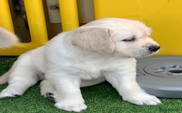 Golden Retriever dogs for sale: Gorgeous KC reg Golden Retriever Puppies - Image 30