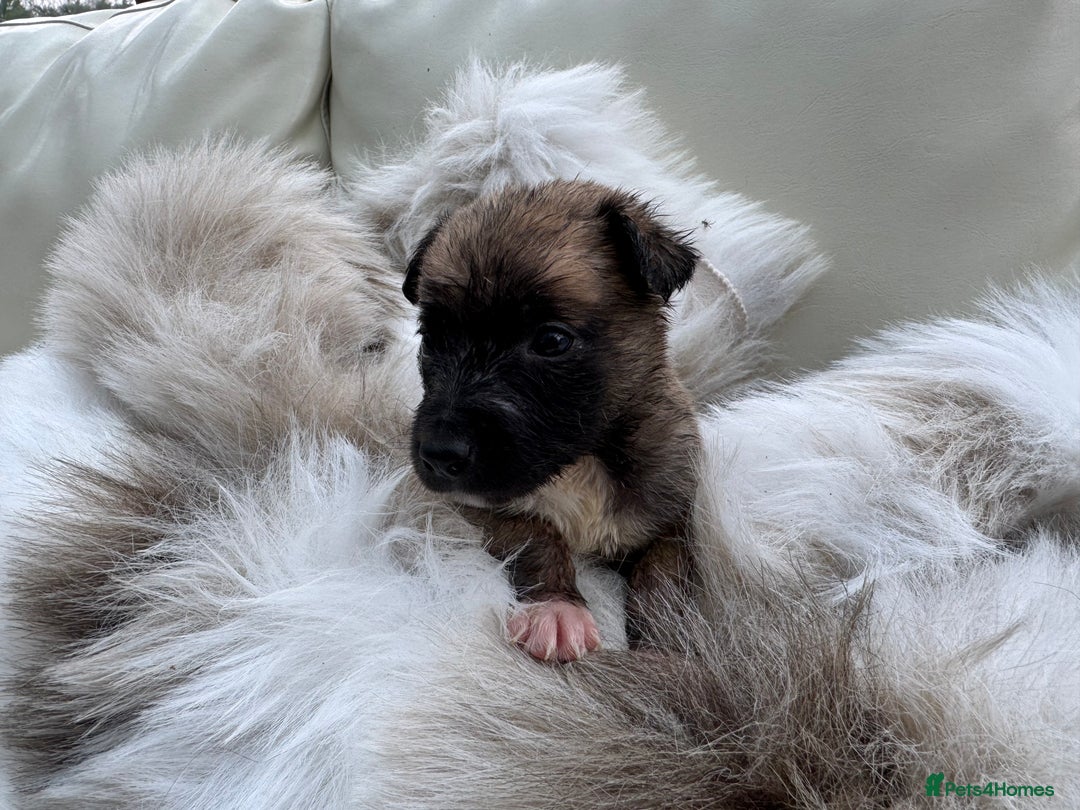 Mixed Breed dogs for sale: 🐾 Beautiful Whippet x Collie Puppies! 🐾 - Image 3