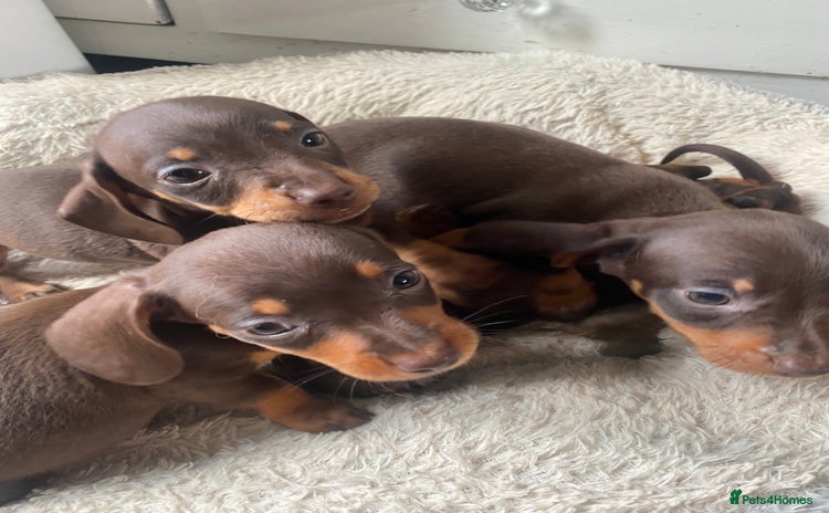 Dachshund dogs - Advert 1