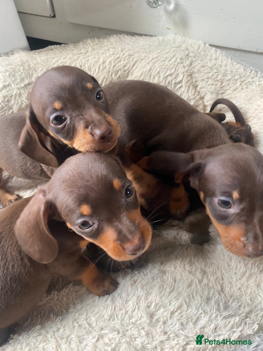 Dachshund dogs for sale: Minature dashounds boys  - Image 1